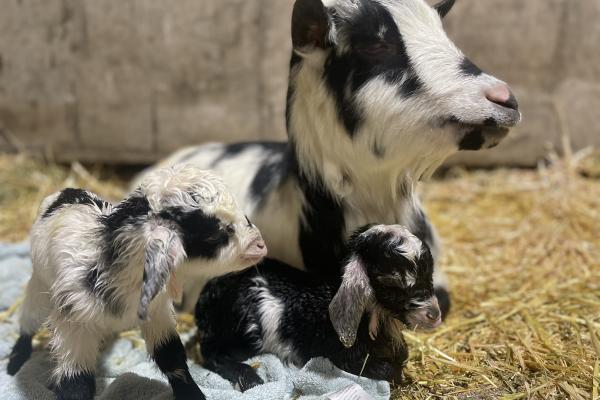 Smiling J Akoya Pearl