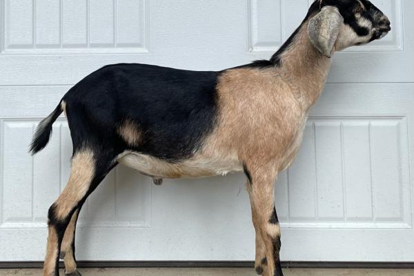 Cedar Creek ME Dawnchaser