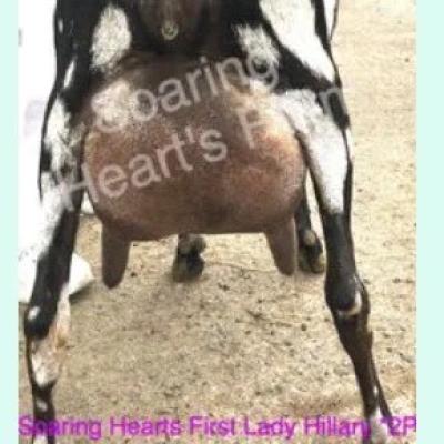 Sires Dam Back